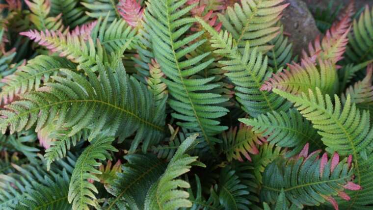 37 Stunning Fern Varieties for Your Backyard