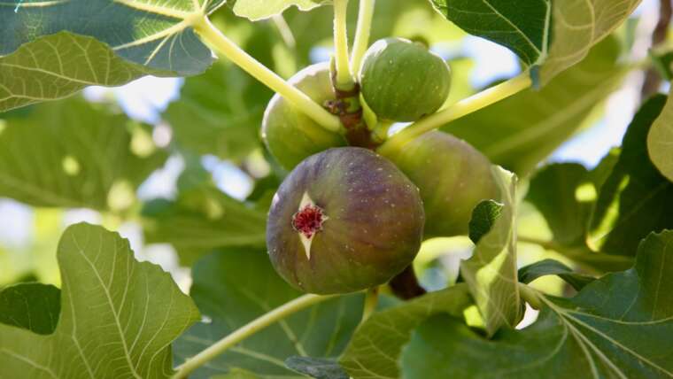 31 Fabulous Fig Varieties for Your Residence and Backyard