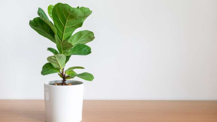 21 Lovely Bushes You Can Develop Indoors in Pots and Containers