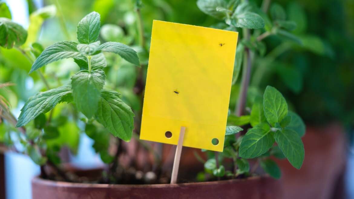 How To Use Sticky Traps To Get Rid of Houseplant Pests