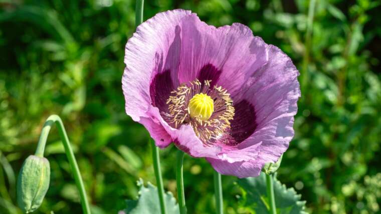 Is it Authorized to Develop Opium Poppies in the US?