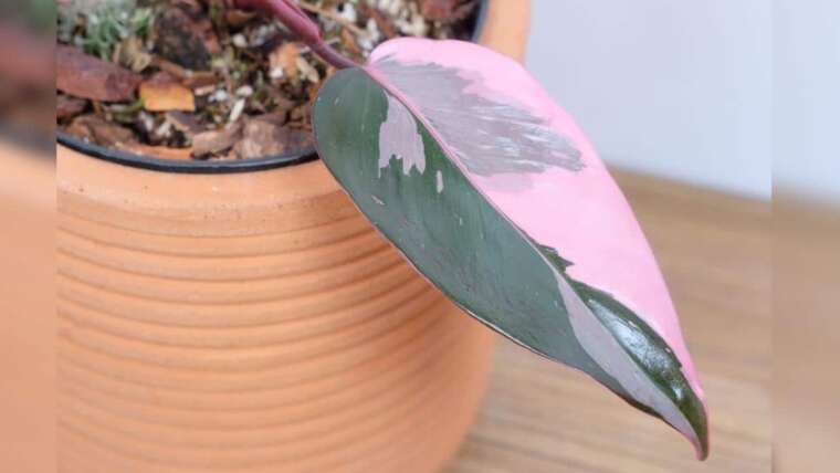 15 Fairly Pink Houseplants for Your Indoor Backyard