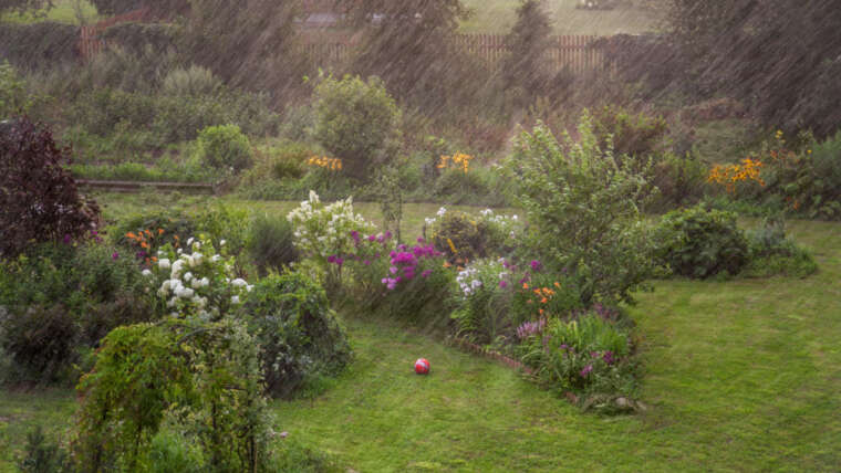 29 Finest Vegetation for Your Rain Backyard