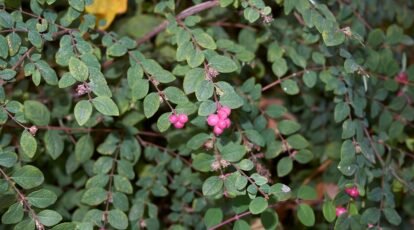 Learn how to Plant, Develop, and Look after Coralberry Shrubs