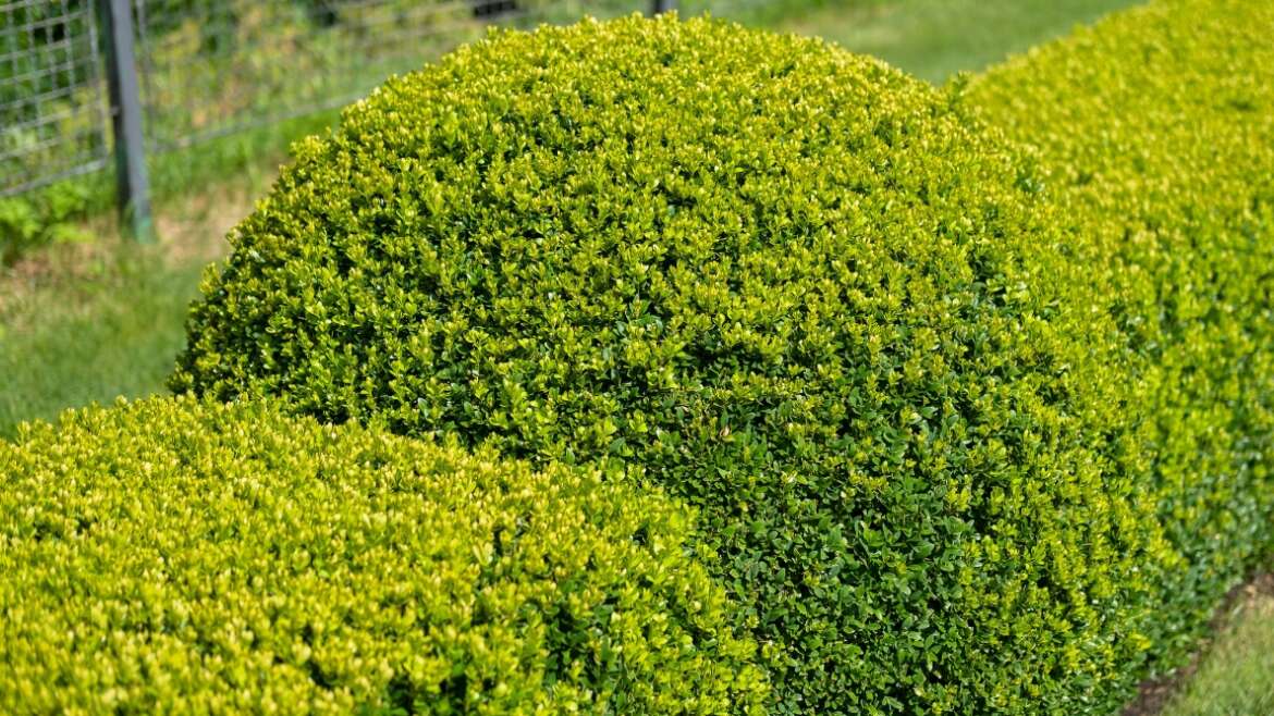 Tips on how to Prune Boxwood Shrubs