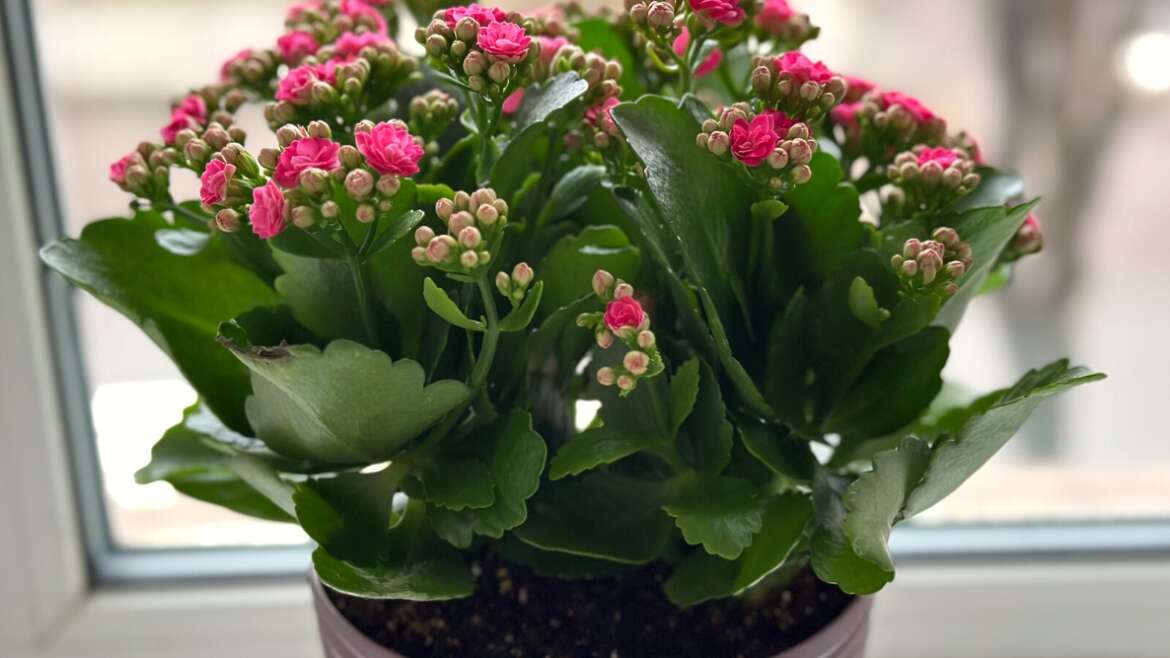 Ought to I Fertilize Houseplants in Winter?