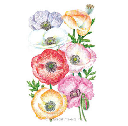 Direct Sow Poppies in Winter