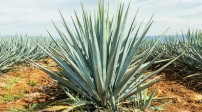 Plant, Develop, and Take care of Agave Vegetation