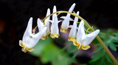 The right way to Plant, Develop, and Care For Dutchman’s Breeches