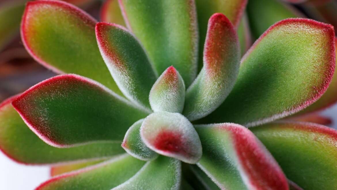 Which Succulents Are Secure for Pets? (And seven Crops to Keep away from)