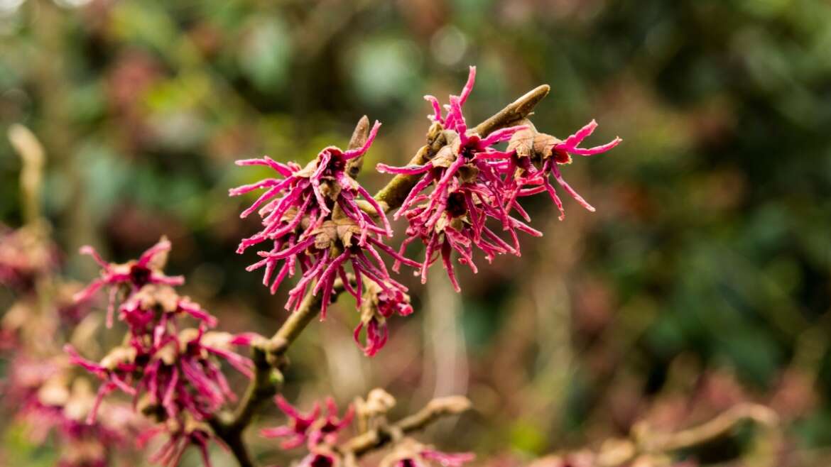 11 Witch Hazel Varieties for Your Panorama