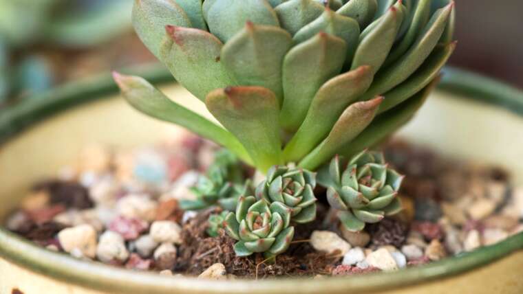 Learn how to Divide Succulents in 6 Straightforward Steps