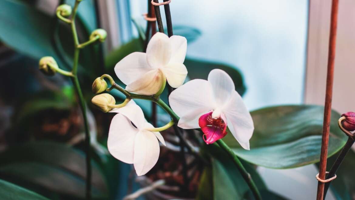 The way to Meet Your Orchid’s Humidity Wants