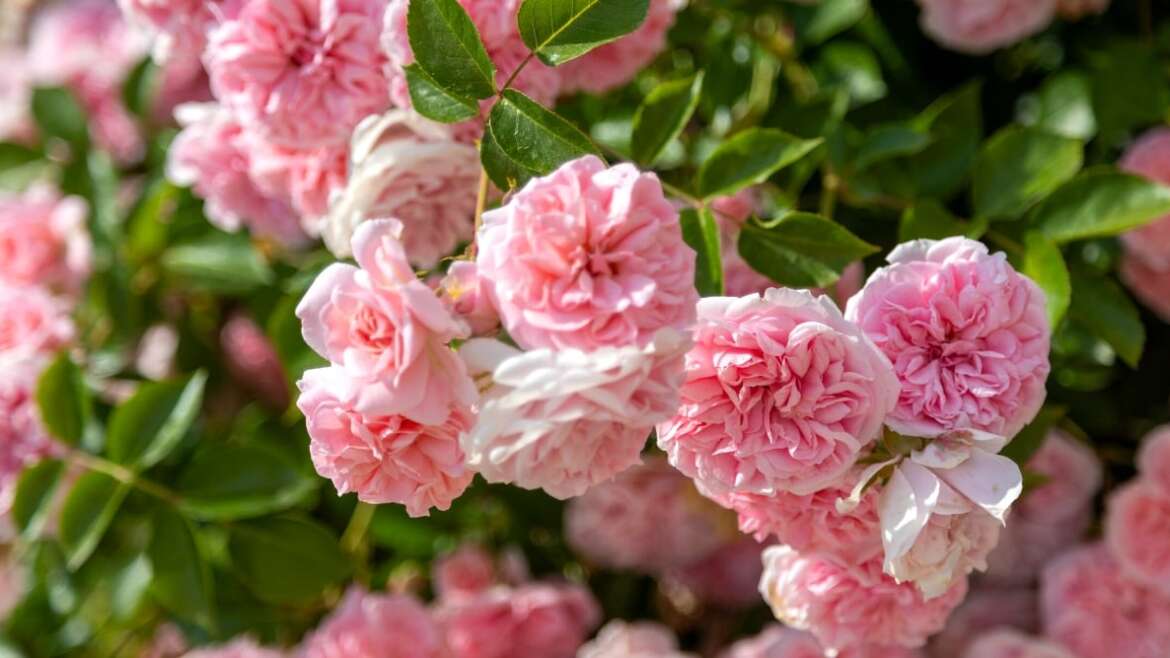 9 Well-liked Shrubs to Prune in February