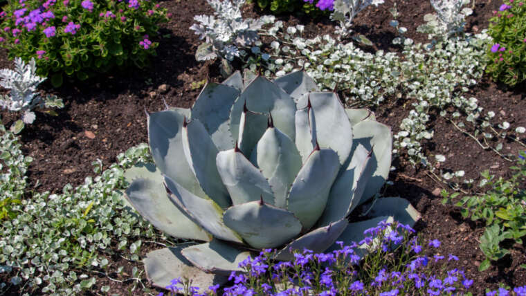 13 Agave Varieties for Your Indoor or Out of doors Backyard
