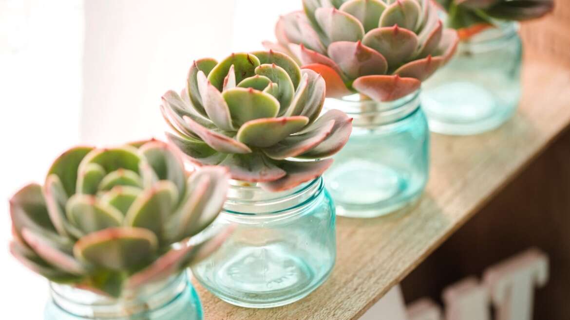 Can Succulents Develop in Water?