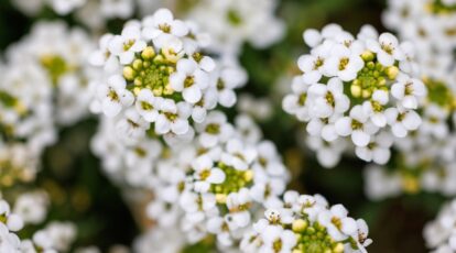 Learn how to Plant, Develop, and Look after Tiny Tim’ Candy Alyssum