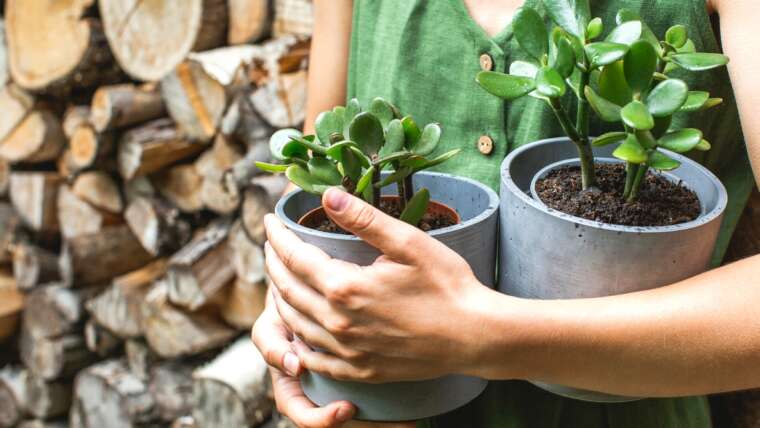 Learn how to Revive a Succulent With Frost Harm