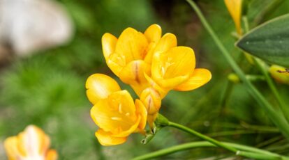 How you can Plant, Develop, and Look after Freesia Flowers