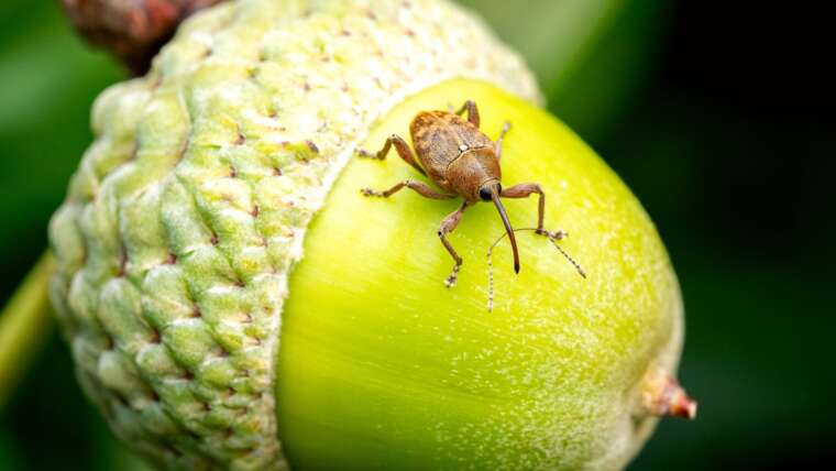 Can You Develop Oak Bushes From Acorns?