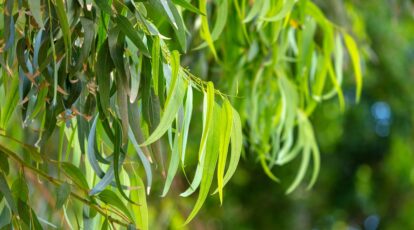 The way to Plant, Develop, and Look after Eucalyptus