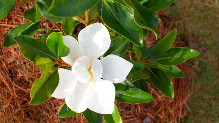 10 Suggestions For Rising Magnolias In Containers