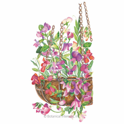 Tips on how to Develop Your Personal Hanging Baskets from Seed
