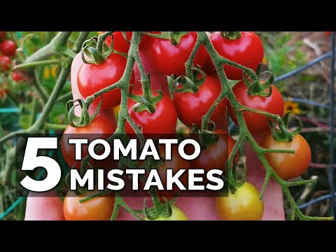 5 Causes to Skinny Your Tomato Seedlings this Season