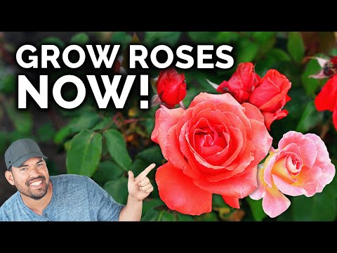 5 Spring Rose Care Suggestions