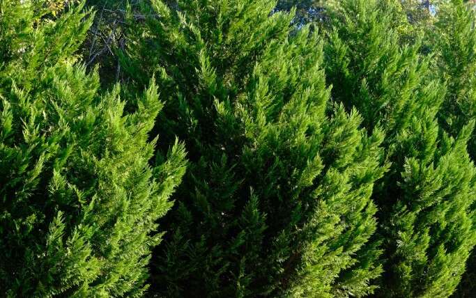 Which 7 Sorts of Cypress Are Finest to Develop?