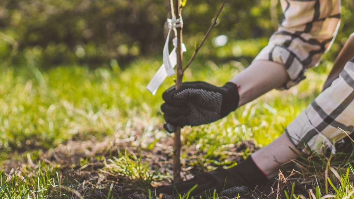 Can You Develop a Tree by Planting a Cherry Pit?