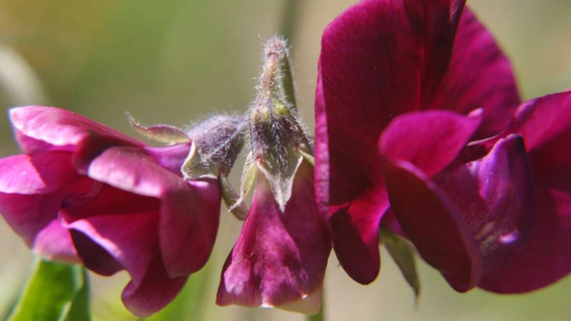29 Candy Pea Flower Vines for Your Backyard