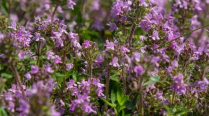 Plant, Develop, and Take care of Creeping Thyme