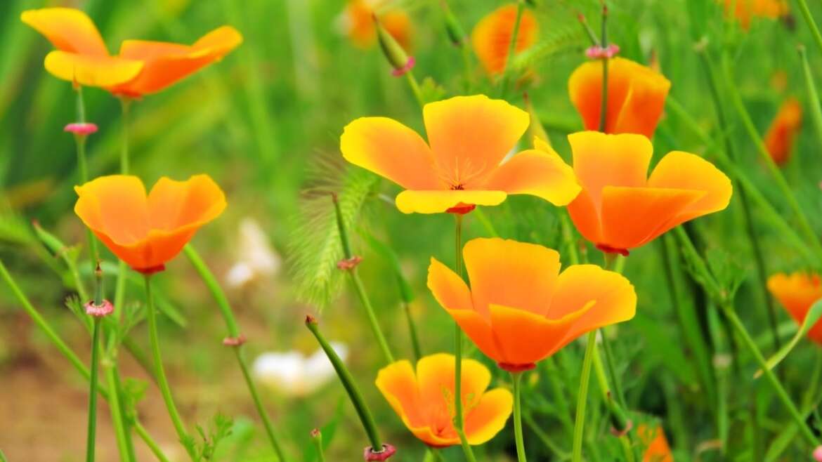 27 Native Wildflowers for California Gardens