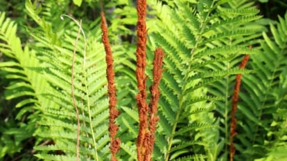 Find out how to Plant, Develop, and Take care of Cinnamon Ferns