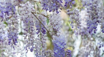 The best way to Plant, Develop, and Take care of American Wisteria