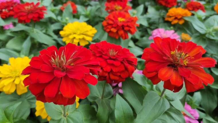 31 Annual Flowers for a Vivid and Cheerful Backyard