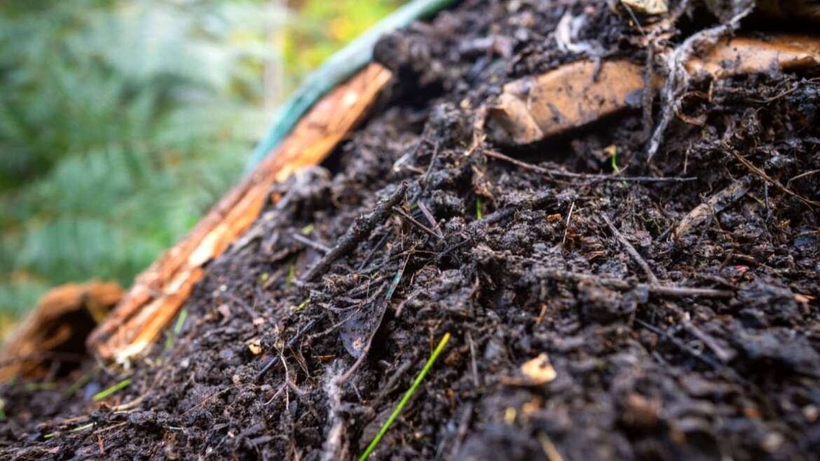 Ought to I Sterilize Compost Earlier than Use?