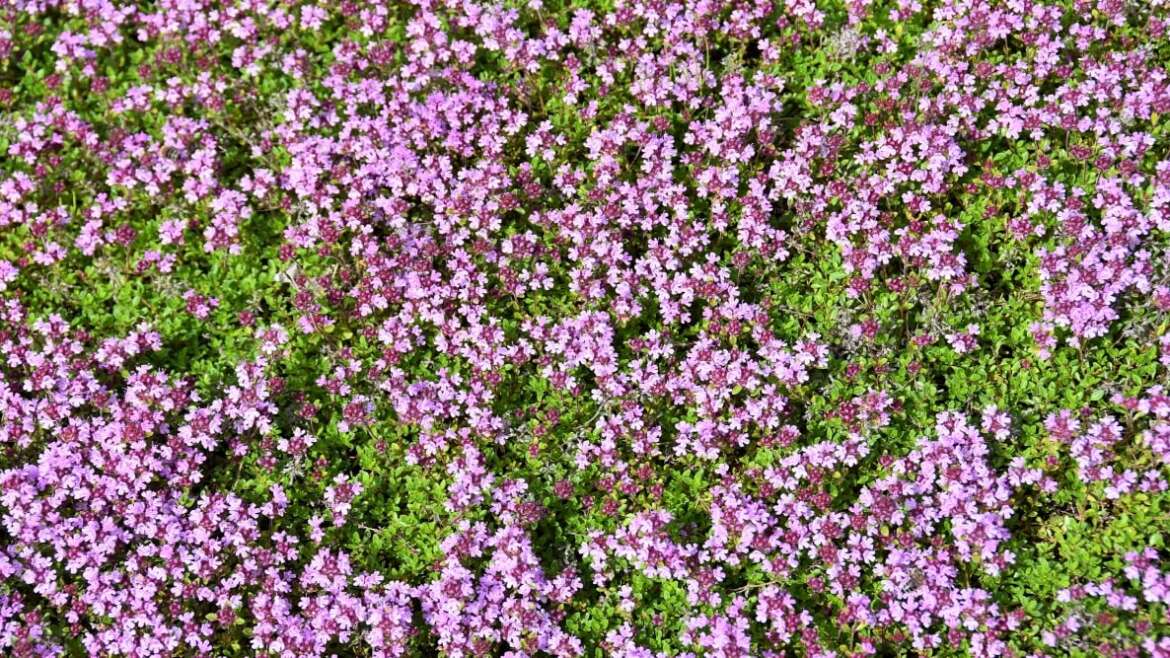 19 Finest Trailing and Creeping Vegetation for Rock Gardens
