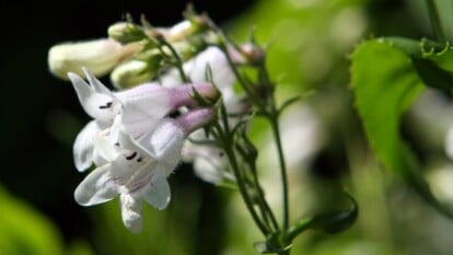 The way to Plant, Develop, and Care For Foxglove Beardtongue