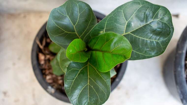 How To Repot Fiddle Leaf Fig In four Steps