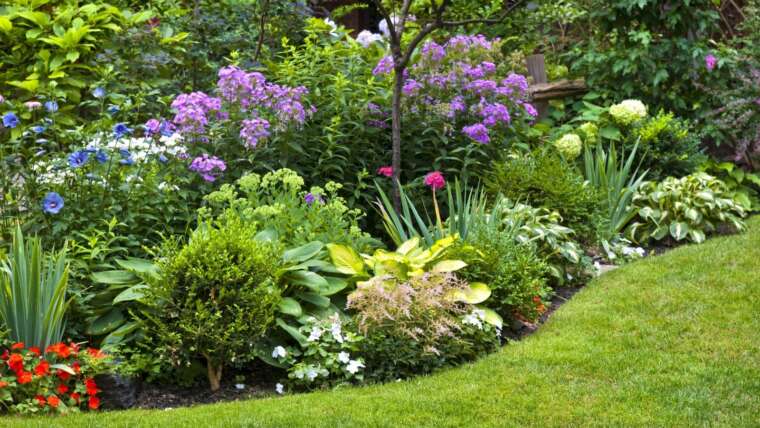 11 Suggestions for the Newbie Flower Gardener