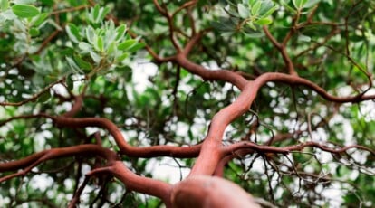 Tips on how to Plant, Develop, and Take care of Manzanita