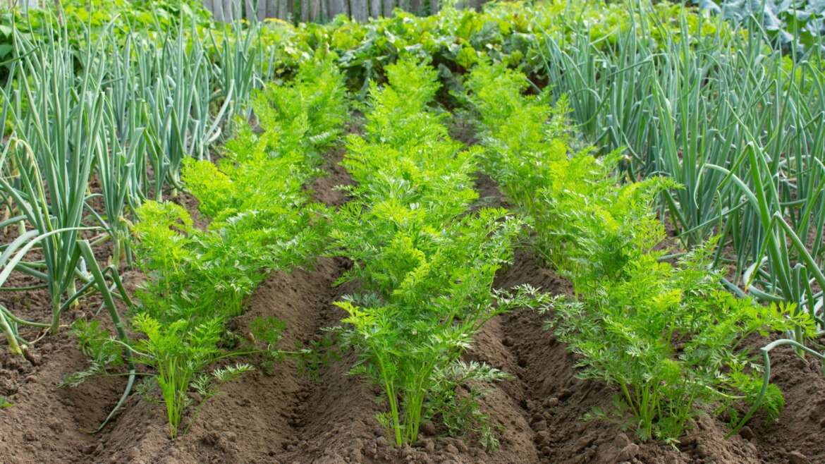 How you can Begin a Vegetable Backyard in Zone Four