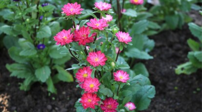 Easy methods to Plant, Develop, and Look after China Asters