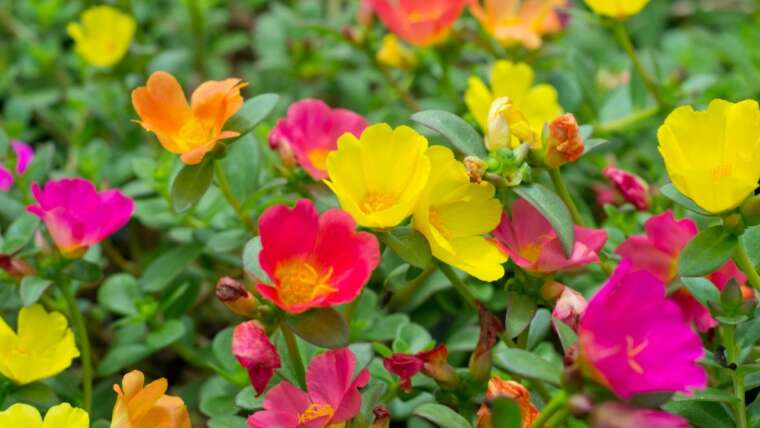 Learn how to Develop Moss Roses (Portulaca) From Seed