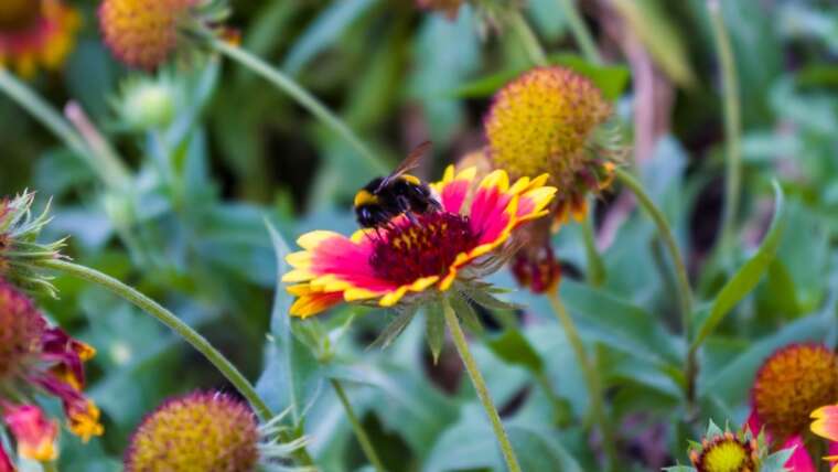 Learn how to Begin a Pollinator Backyard