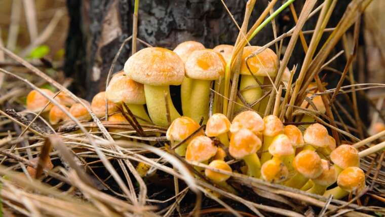 Honey Fungus: Identification and Administration
