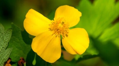 Plant, Develop, and Look after Celandine Poppies