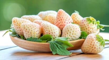 How you can Plant, Develop, and Take care of Pineberries